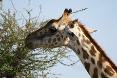 Giraffe Tsavo Ost Nationalpark Kenya