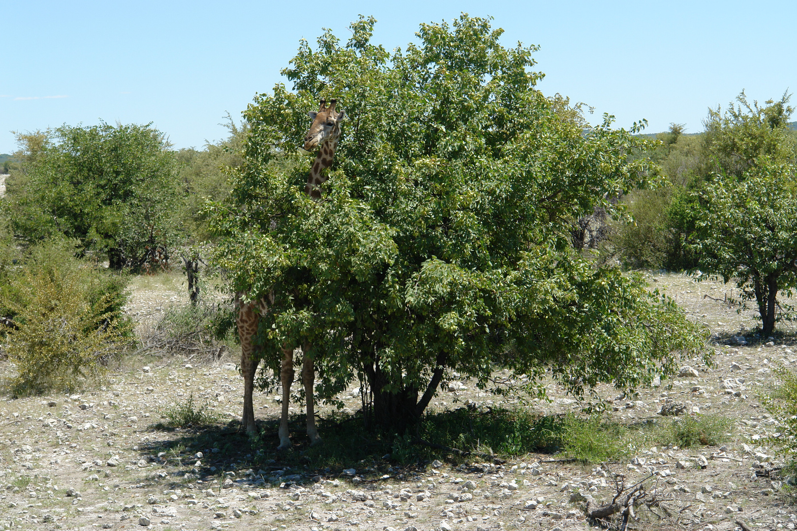 Giraffe, überrascht