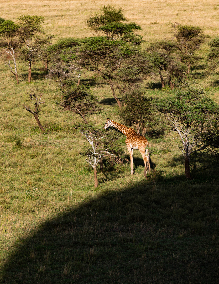 Giraffe und Ballon