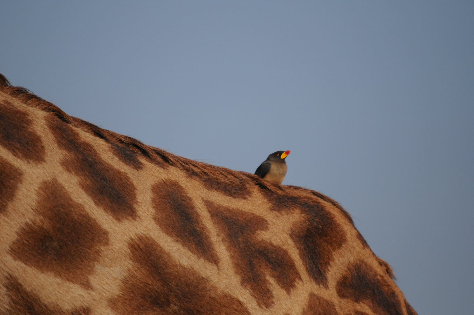 Giraffe und ihr Schmarotzer Kenia ( Tsavo Ost )