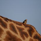 Giraffe und ihr Schmarotzer Kenia ( Tsavo Ost )