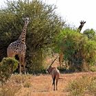 Giraffe und Oryx