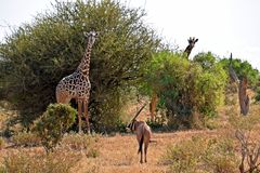 Giraffe und Oryx