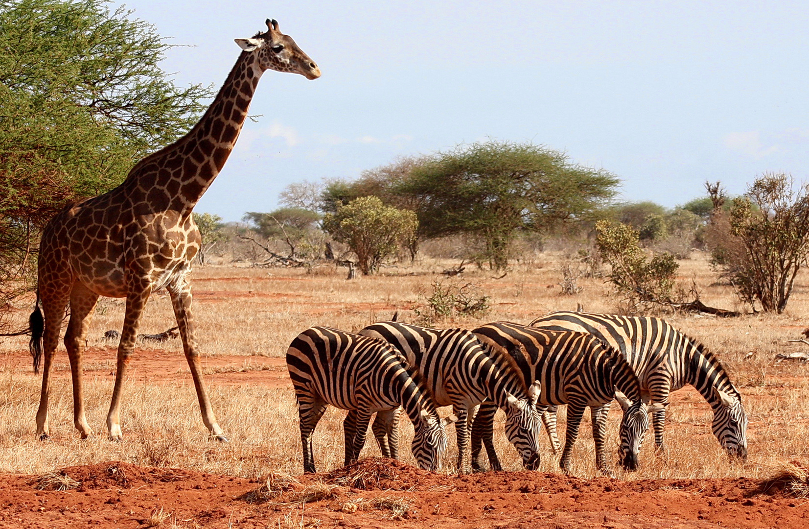 Giraffe und Zebragruppe im Tsavo East National Park