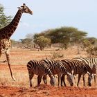 Giraffe und Zebragruppe im Tsavo East National Park