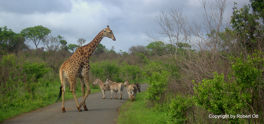 Giraffe und Zebras gesehen in Südafrika....