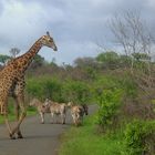 Giraffe und Zebras gesehen in Südafrika....