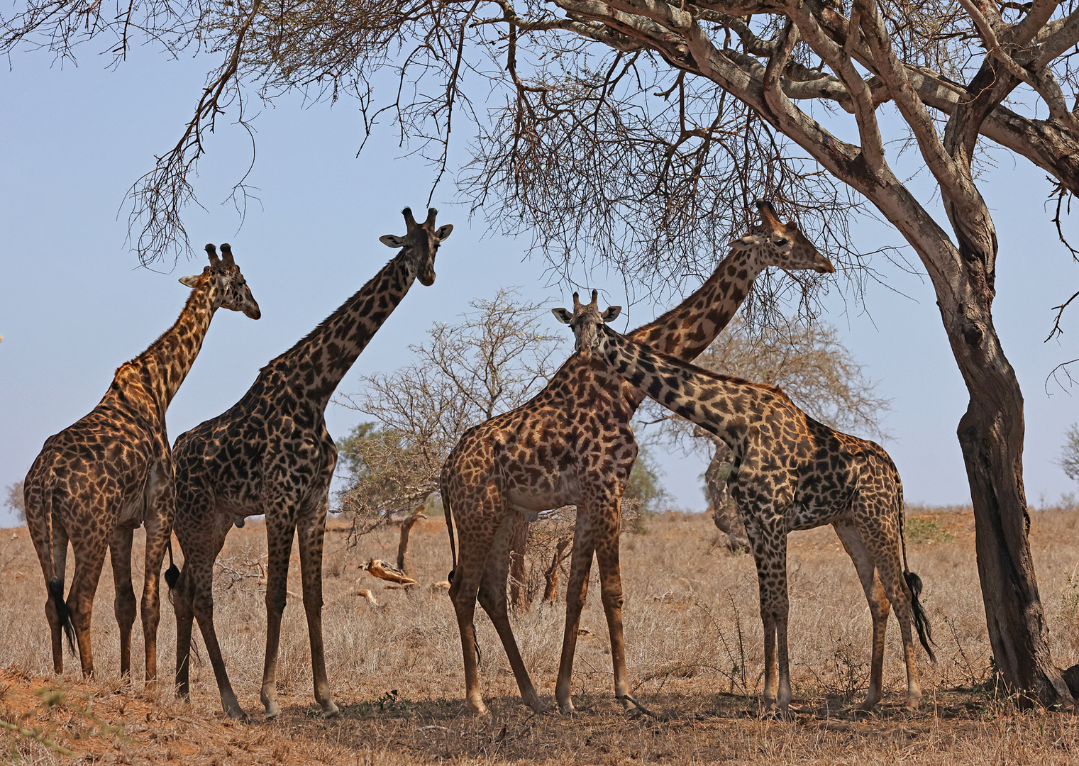 Giraffe under tree