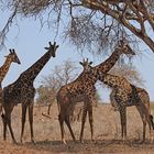 Giraffe under tree