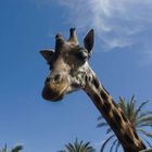 Giraffe unter Palmen