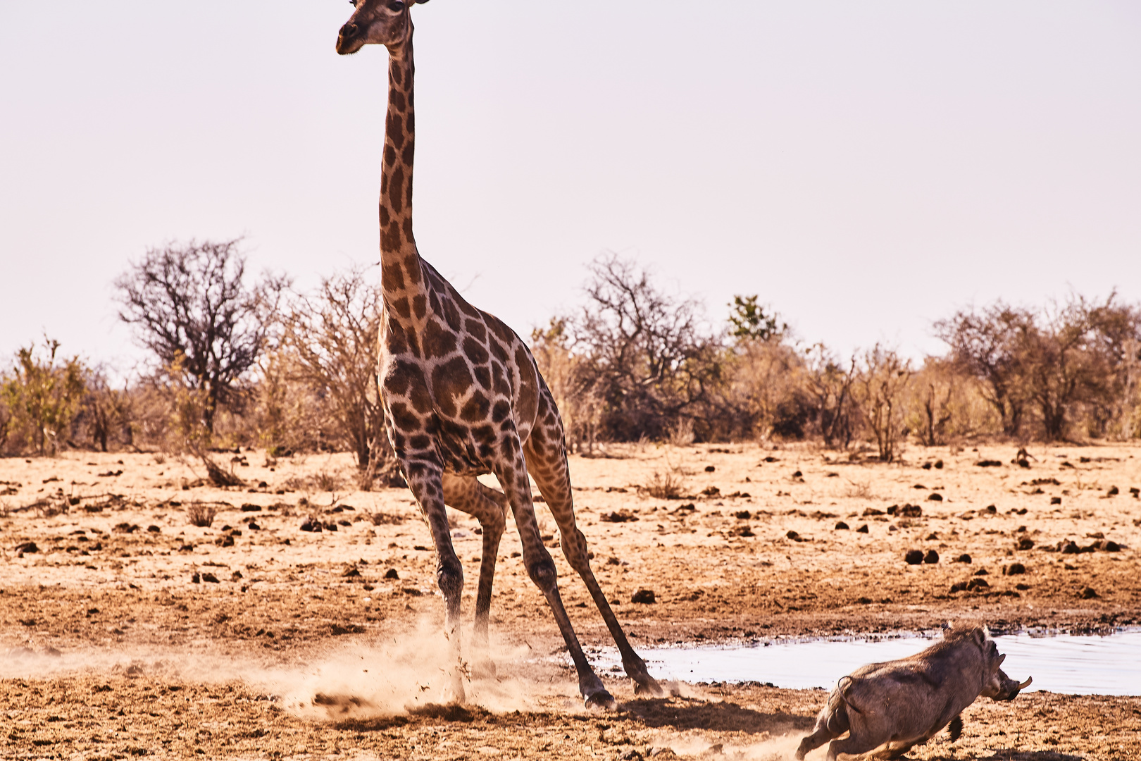 giraffe versa warthog