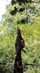 Giraffe versucht ein Blatt zu holen