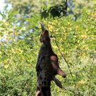 Giraffe versucht ein Blatt zu holen