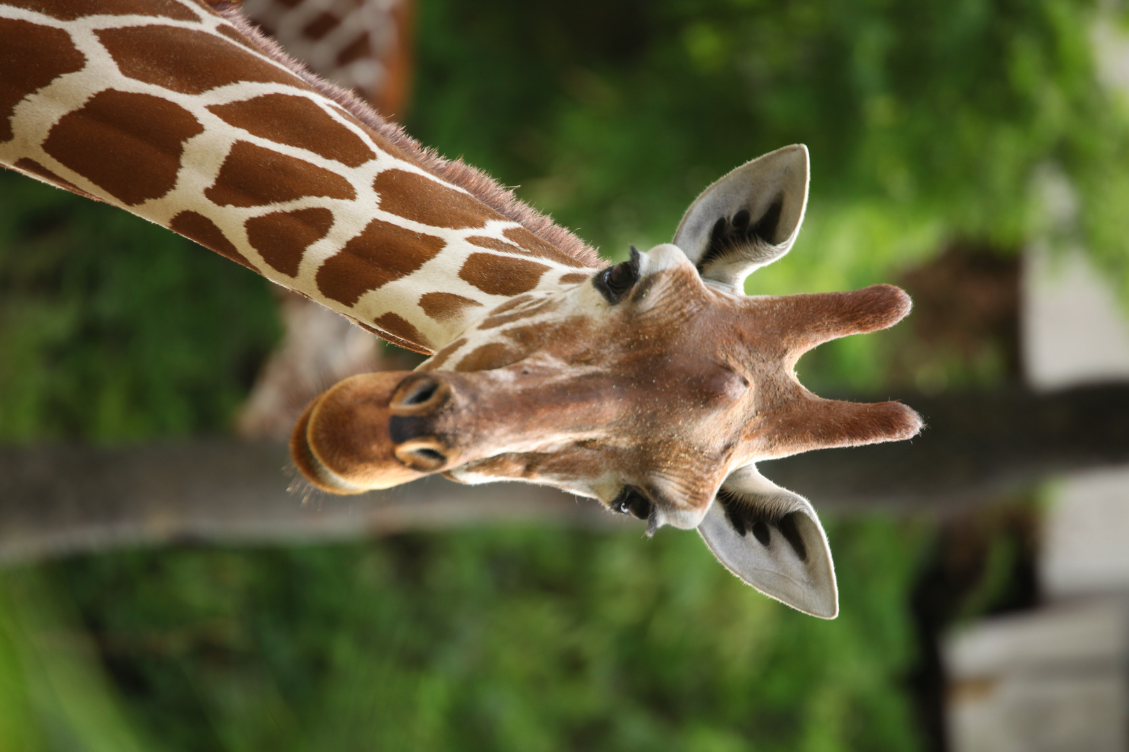 giraffe voller neugier