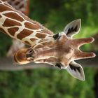 giraffe voller neugier