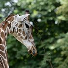 Giraffe von hinten, seitlich geneigt, nicht ganz gerade fotografiert...