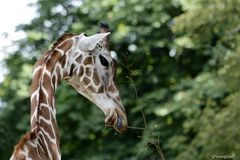 Giraffe von hinten, seitlich geneigt, nicht ganz gerade fotografiert...