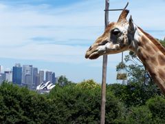 Giraffe vor der Oper in Sydney