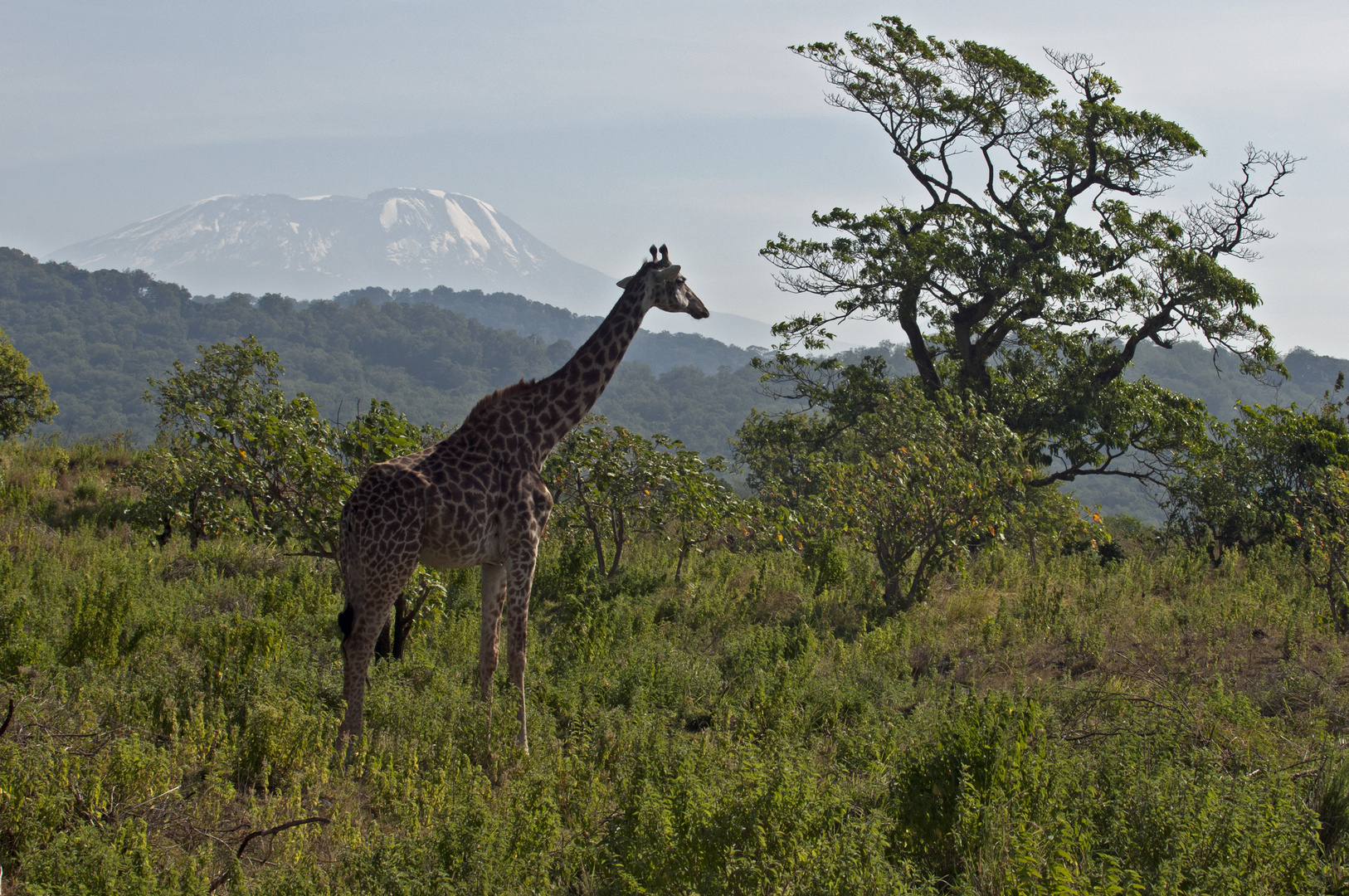 Giraffe vor Kilimanjaro