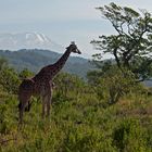 Giraffe vor Kilimanjaro