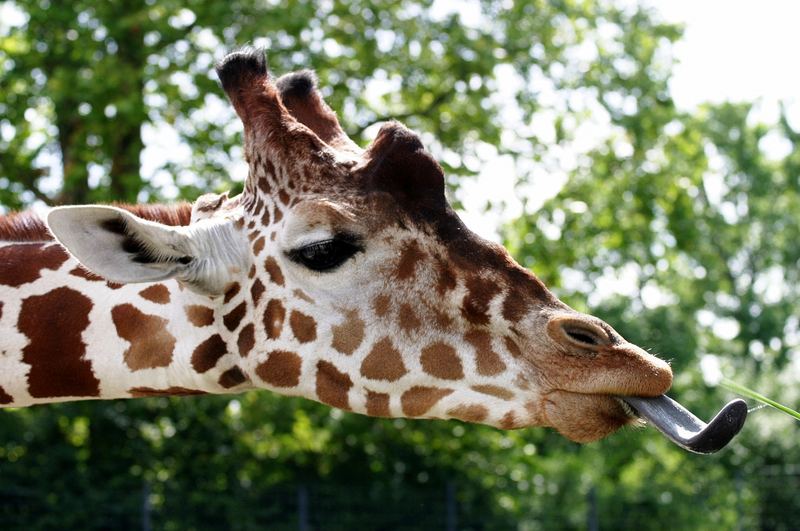 Giraffe Zunge Giraffe Zunge