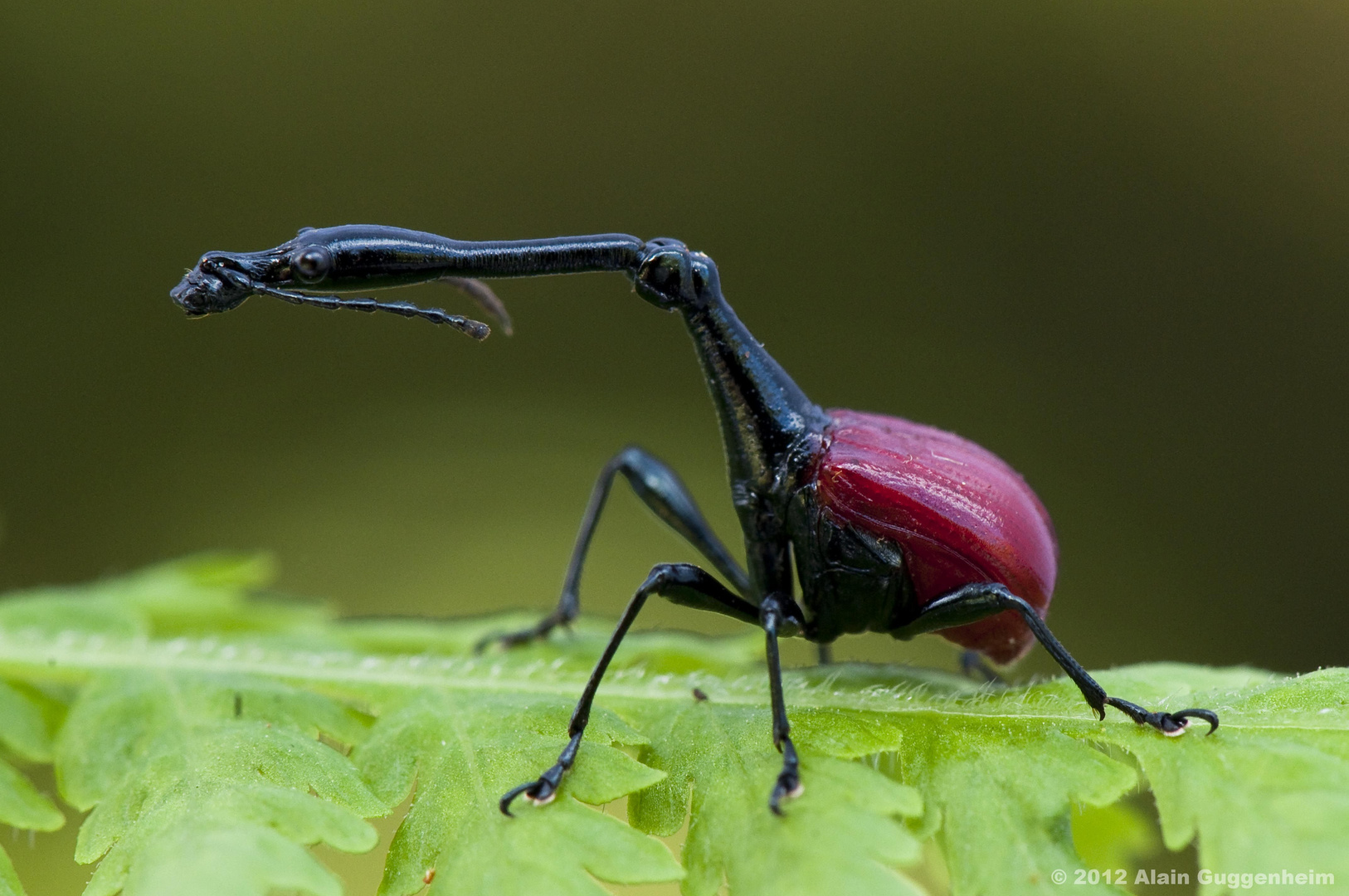 Giraffe weevil