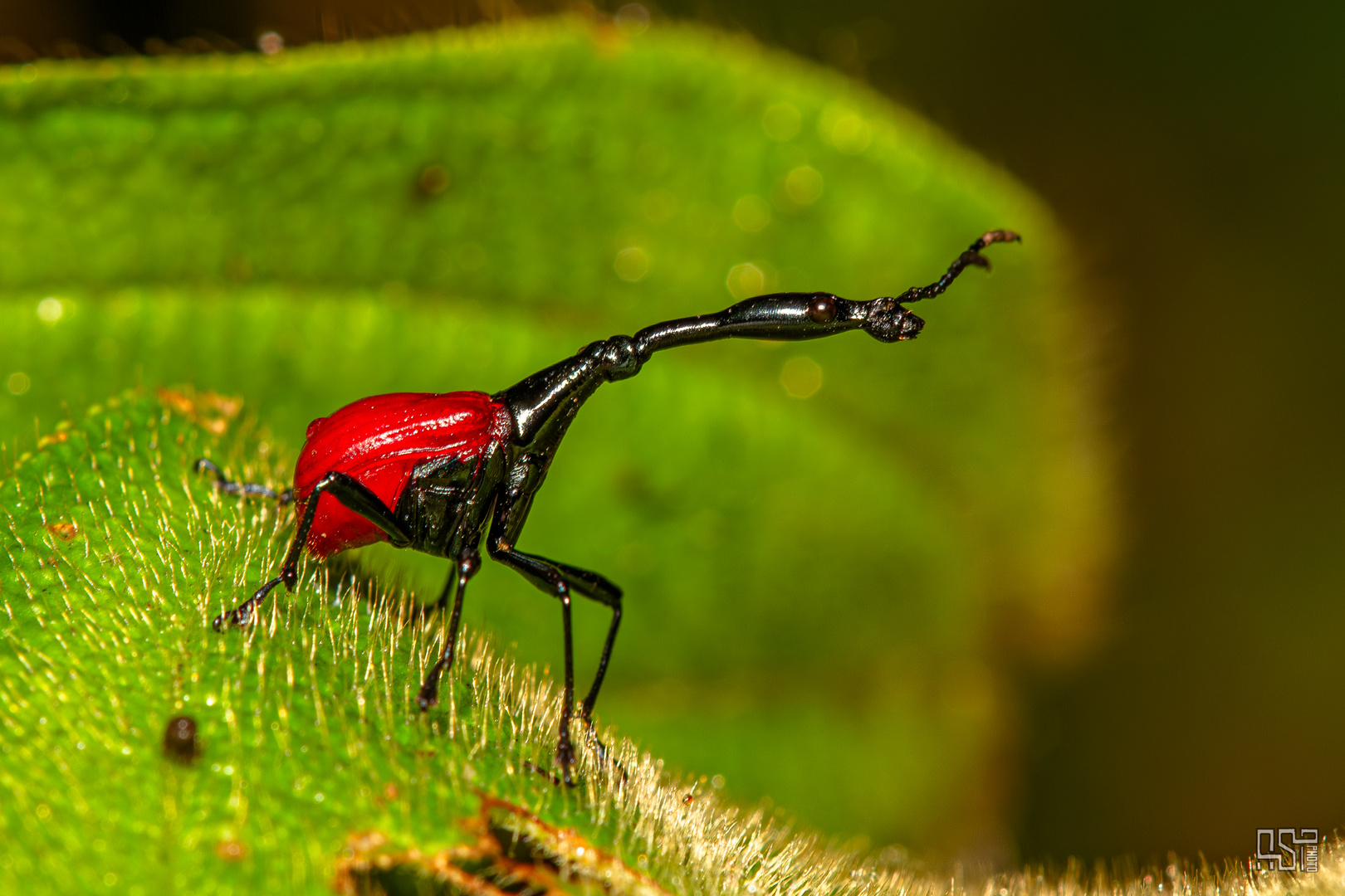 Giraffe Weevil