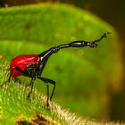 Giraffe Weevil