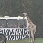 Giraffe & Zebra(bus)