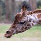 Giraffe-Zoo-Dortmund-1-1
