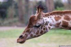Giraffe-Zoo-Dortmund-1-1