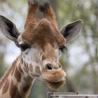 Giraffe-Zoo-Dortmund-1-2