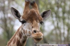 Giraffe-Zoo-Dortmund-1-2