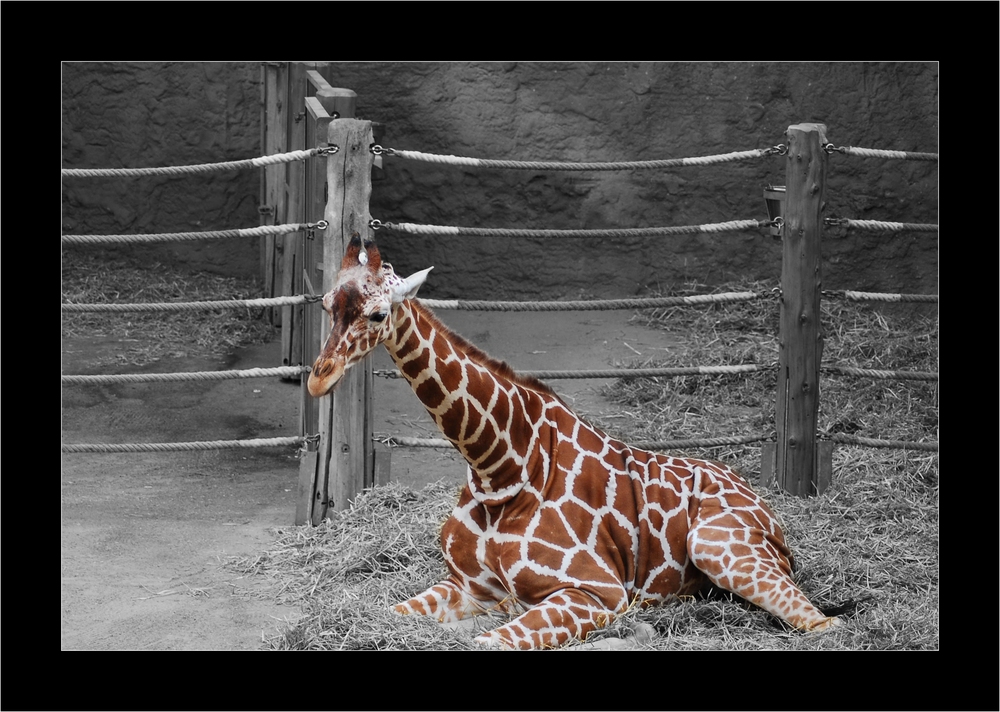 Giraffe (Zoo Duisburg)