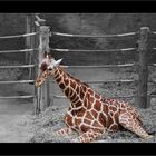 Giraffe (Zoo Duisburg)