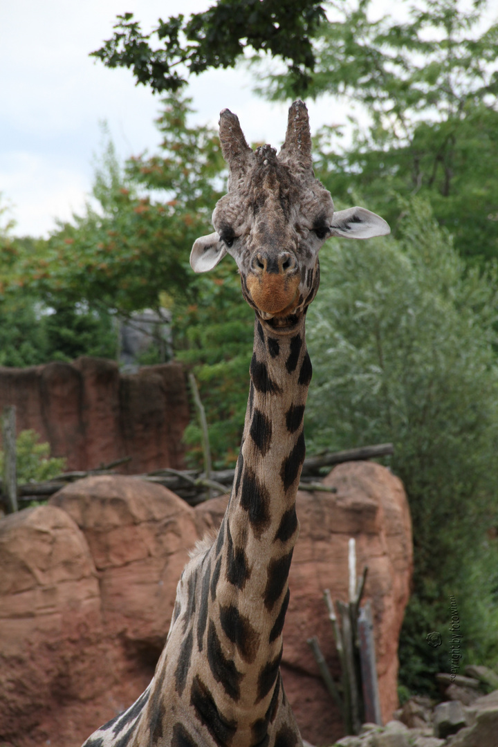 Giraffe - Zoo Hannover