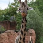 Giraffe - Zoo Hannover