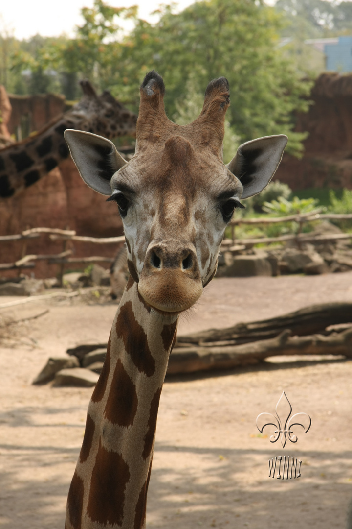 Giraffe - Zoo Hannover