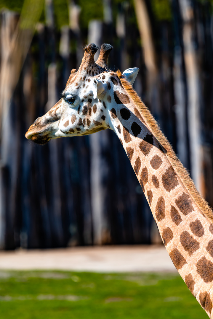 giraffe zoo leipzig