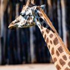 giraffe zoo leipzig