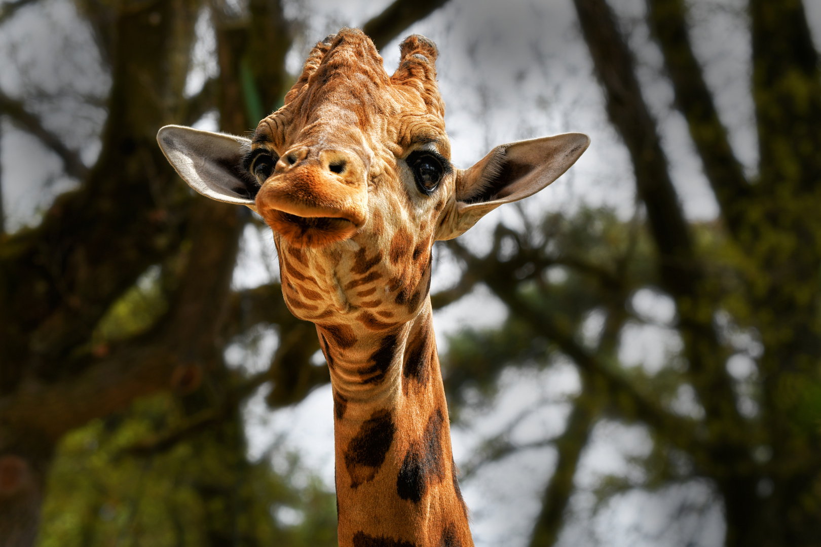 Giraffe zum Knutschen