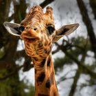 Giraffe zum Knutschen