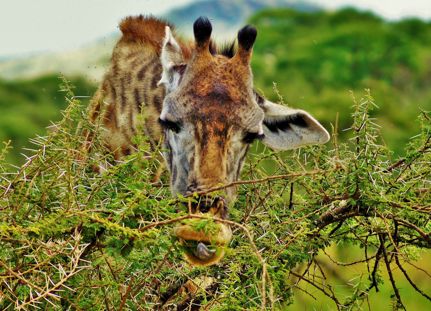 Giraffe - Zungenspiele 1