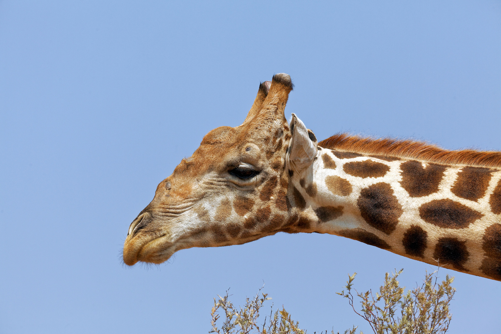 Giraffe_1