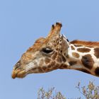 Giraffe_1