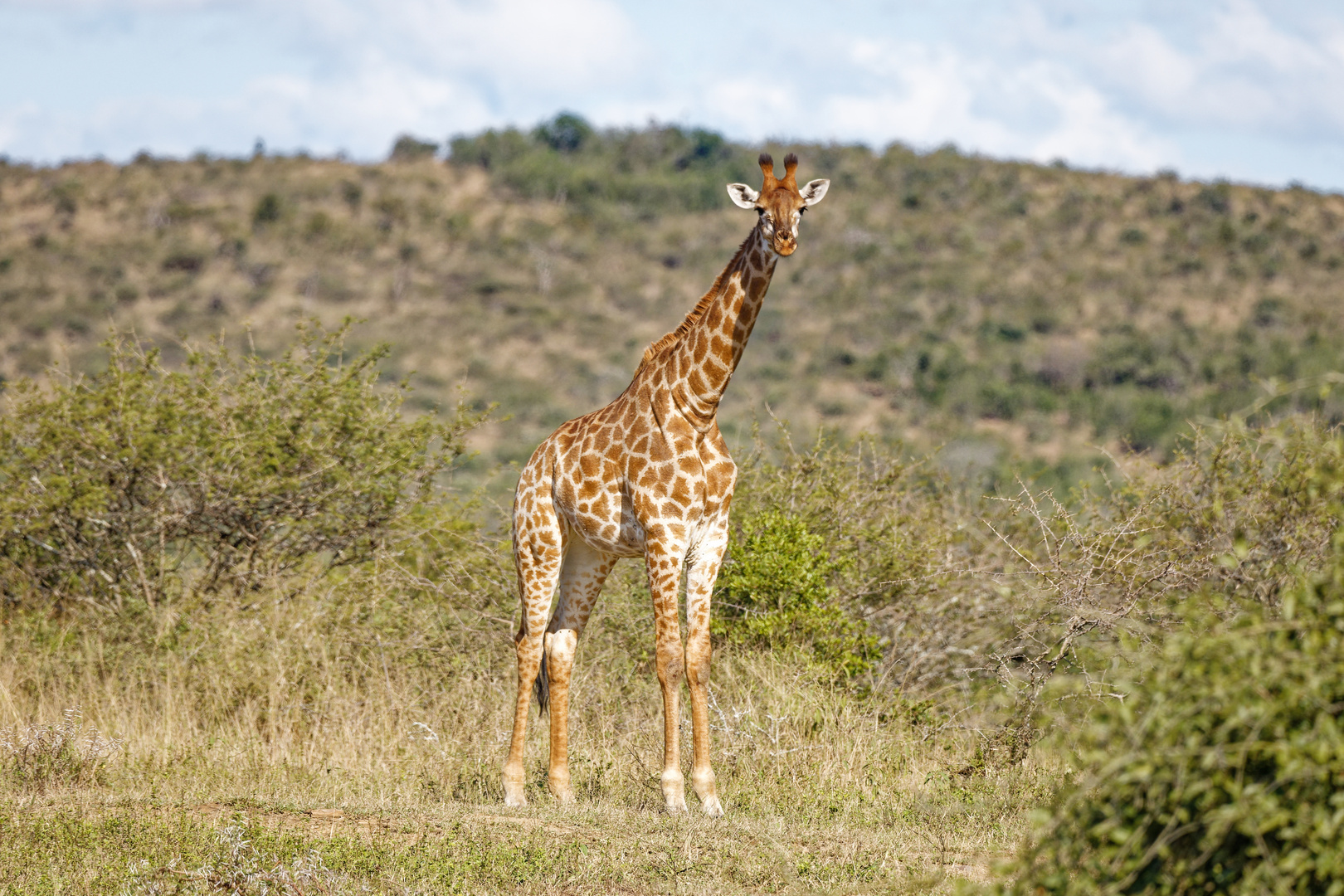 Giraffe_1