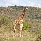 Giraffe_1