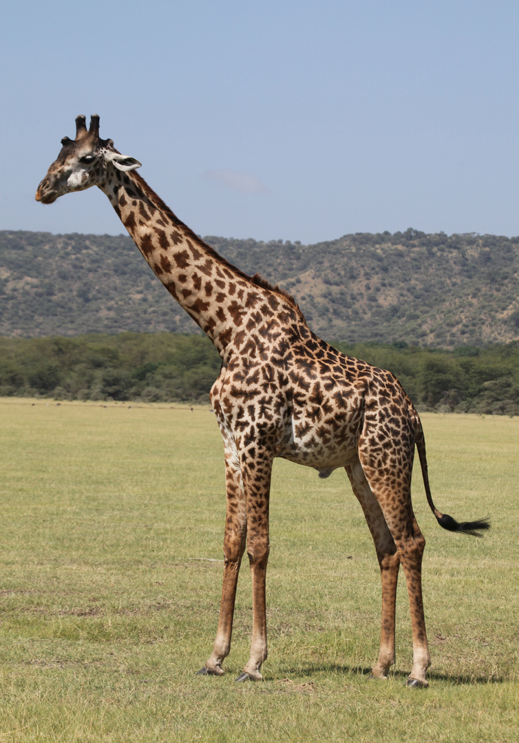 Giraffe_1