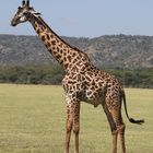 Giraffe_1