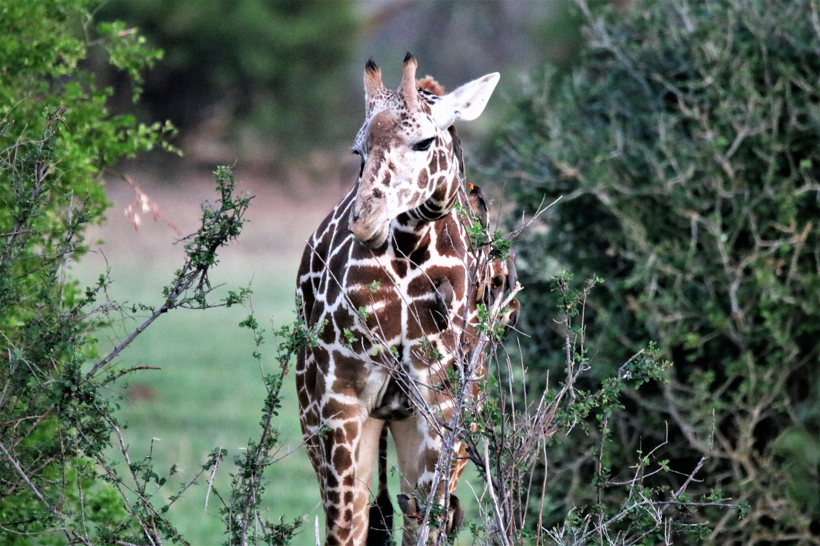 Giraffe_2